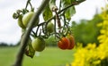 Tomatoes ripeing on the vine.