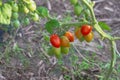 Tomatoes ripen on a plant in greenhouses, red tomatoes on a branch of a tomato bush in the garden Royalty Free Stock Photo
