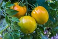 Tomatoes ripening on a branch red, green, yellow Royalty Free Stock Photo