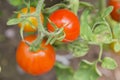 Tomatoes ripening on the bush Royalty Free Stock Photo