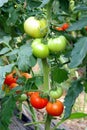 Tomatoes ripening in greenhouse