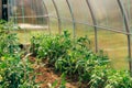 Tomatoes ripening on hanging stalk in greenhouse. Agriculture concept and industrial cultivation of tomatoes and herbs. Selective