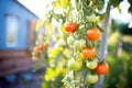 tomatoes ripening on organic vine in sunlight