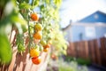 tomatoes ripening on organic vine in sunlight