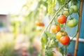 tomatoes ripening on organic vine in sunlight