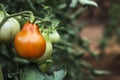 Tomatoes ripening in the plant in an orchard