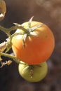 Tomatoes ripening 4257 Royalty Free Stock Photo