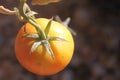 Tomatoes ripening 4262 Royalty Free Stock Photo