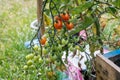 Tomatoes ripening on a truss Royalty Free Stock Photo