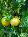 Tomatoes ripening on a vine