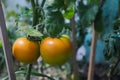 Tomatoes ripening yellow in the garden