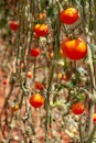 Cerry tomatoes at a farm ready to harvest