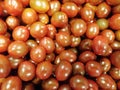 Tomatoes for sale in bulk