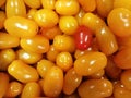 Tomatoes for sale in bulk
