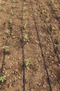 Tomatoes seedlings in the greenhouse