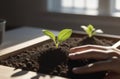 Tomatoes seedlings on a grey background. Young tomato pepper sprouts in pots