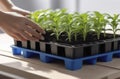 Tomatoes seedlings on a grey background. Young tomato pepper sprouts in pots