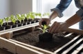 Tomatoes seedlings on a grey background. Young tomato pepper sprouts in pots