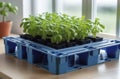 Tomatoes seedlings on a grey background. Young tomato pepper sprouts in pots