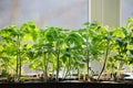 Tomatoes seedlings growing in a container