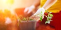 Tomatoes seedlings at hands in gloves keep sprout is going o plant into plastic pot, transportayion before olant in