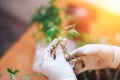 Tomatoes seedlings at hands in gloves keep sprout is going o plant into plastic pot, transportayion before olant in