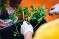 Tomatoes seedlings at hands in gloves keep sprout is going o plant into plastic pot, transportayion before olant in