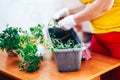 Tomatoes seedlings at hands in gloves keep sprout is going o plant into plastic pot, transportayion before olant in