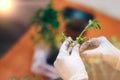 Tomatoes seedlings at hands in gloves keep sprout is going o plant into plastic pot, transportayion before olant in