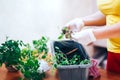 Tomatoes seedlings at hands in gloves keep sprout is going o plant into plastic pot, transportayion before olant in