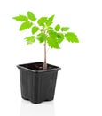 Tomatoes seedlings in a pot