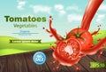 Tomatoes slice splash Vector realistic. Green eco background. Detailed 3d banner template for label, icon, product Royalty Free Stock Photo