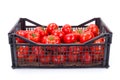 Tomatoes (Solanum lycopersicum) in plastic crate Royalty Free Stock Photo