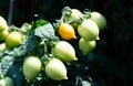 Tomatoes Solanum Lycopersicum