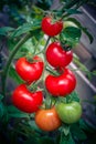 Tomatoes Solanum Lycopersicum