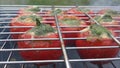 Tomatoes stuffed Royalty Free Stock Photo