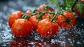 Tomatoes Submerged in Water, Fresh Produce Soaking for Optimal Ripeness Royalty Free Stock Photo