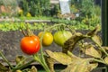 Oomycete has been found near tomatoes, causing a serious tomato disease known as late blight or late blight