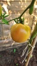 Tomatoes and Sunflowers for vegetable growers and Gardeners Royalty Free Stock Photo