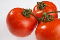 Tomatoes - Tomaten Royalty Free Stock Photo