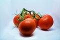 Tomatoes. Tomato branch. Tomatoes isolated on white. With clipping path. Full depth of field. Royalty Free Stock Photo