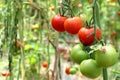 Tomatoes on Tree Royalty Free Stock Photo
