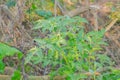 Tomatoes tree Royalty Free Stock Photo