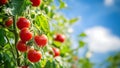 Tomatoes on the tree with blue sky background Royalty Free Stock Photo