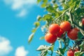 Tomatoes on the tree with blue sky background Royalty Free Stock Photo