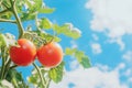 Tomatoes on the tree with blue sky background Royalty Free Stock Photo