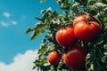 Tomatoes on the tree with blue sky background Royalty Free Stock Photo
