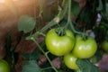 tomatoes on the tree. Royalty Free Stock Photo