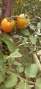 Tomatoes on the tree Royalty Free Stock Photo