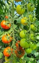 Tomatoes in various stages of ripening on the plant in a small family garden Royalty Free Stock Photo